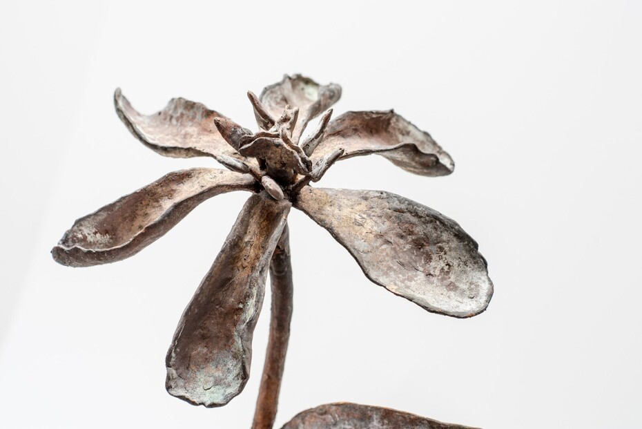 De schoonheid van de ouderdom